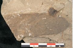 Foto (Detailansicht) von Walchia piniformis Sternbg. (NHMW-GEO-2024-0188-11127)